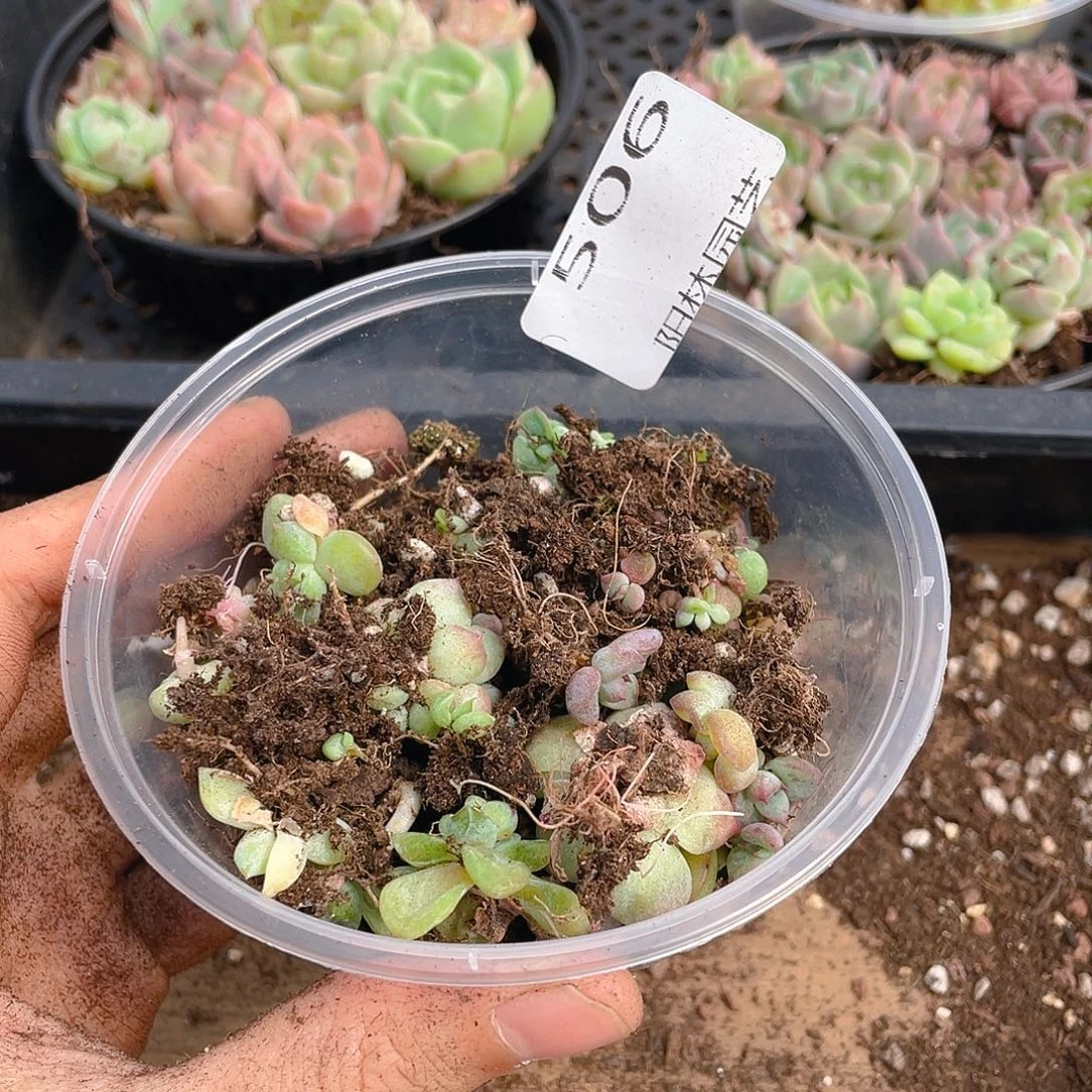 多肉植物多肉植物506