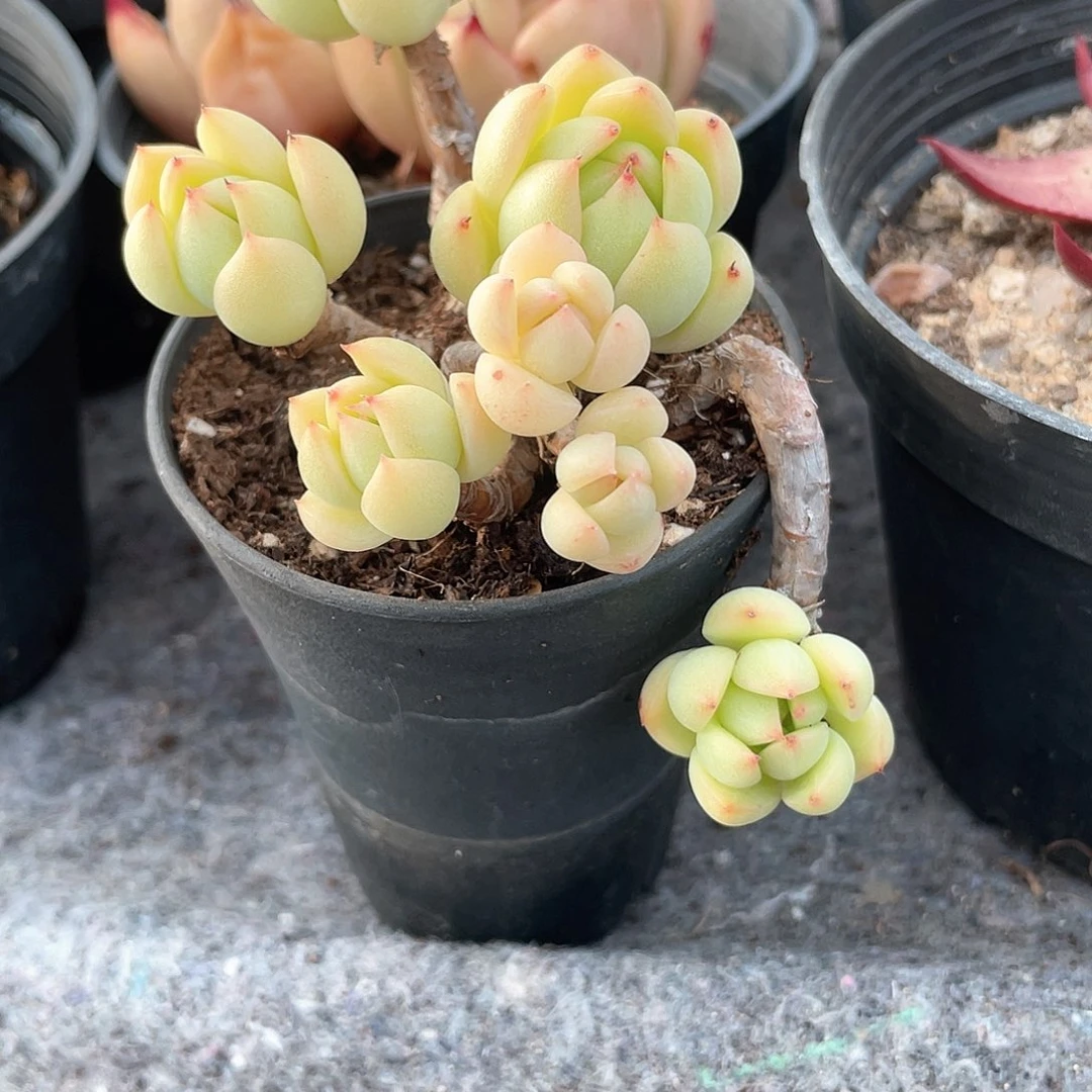 0432  玉鸟 六月六