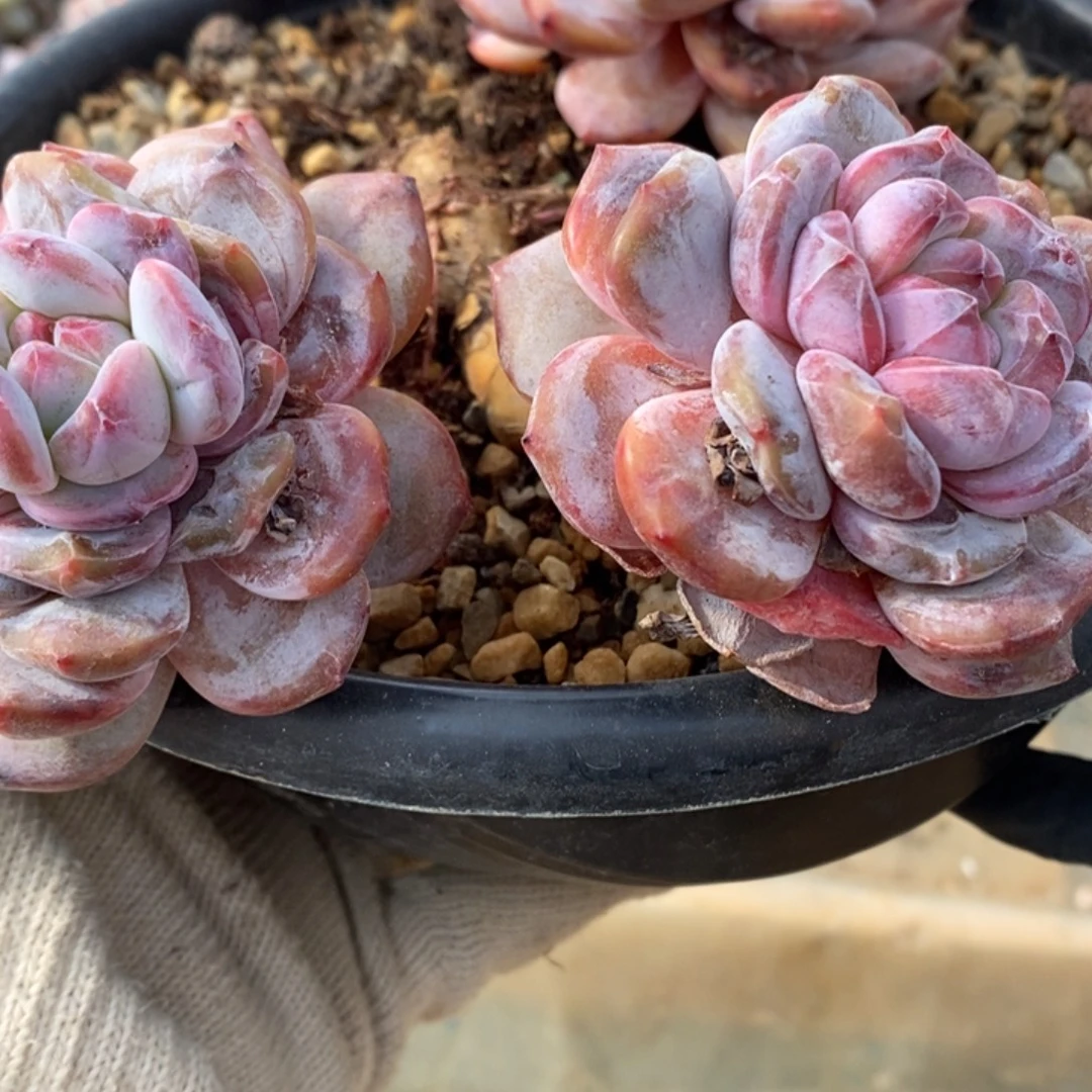 小***芙两头大脸猫的感觉真的