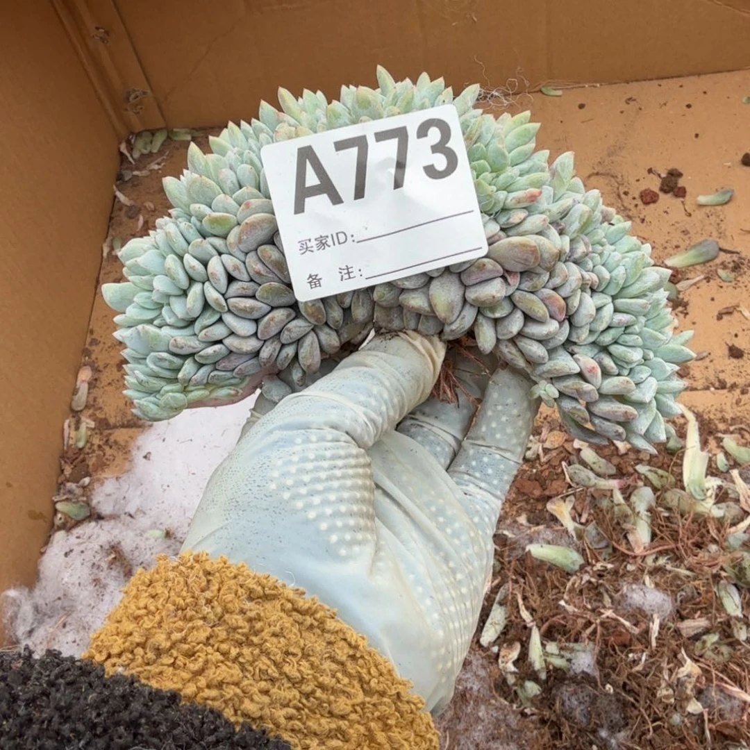 你***呢点赞福利呀呀呀呀呀