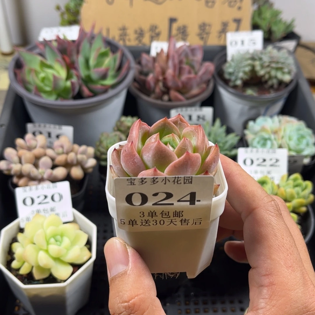 比翼鸟一物一拍满三单包邮五单送30天售后