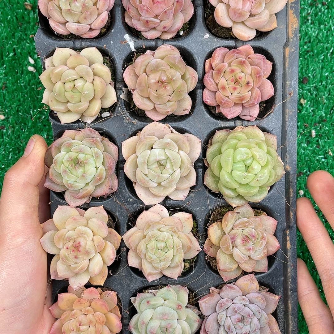 多肉一物一拍21-165