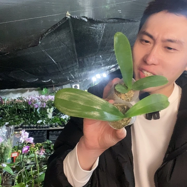 无花朵富乐巧克力