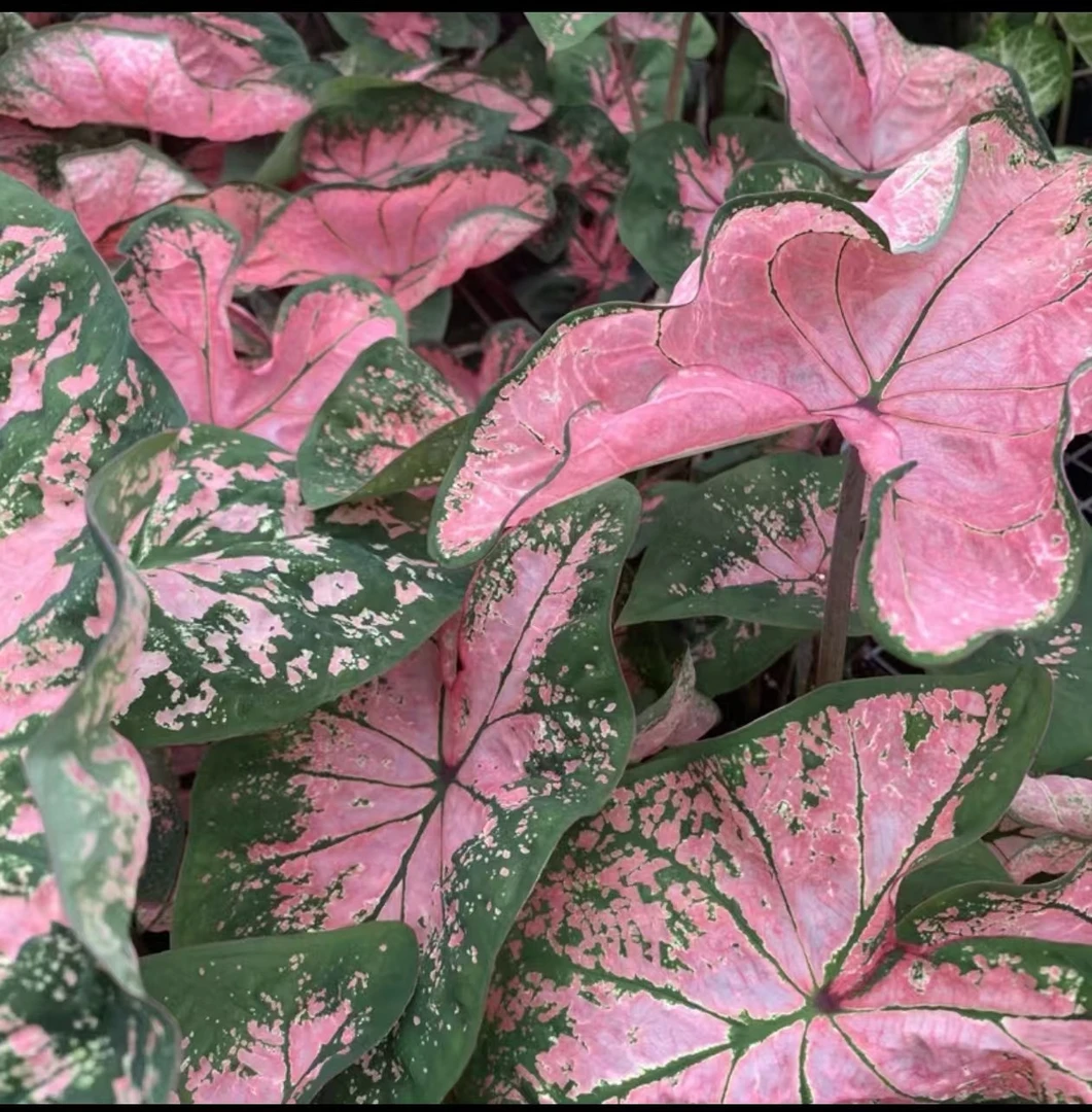 粉色飞溅彩叶芋观叶植物盆栽可种