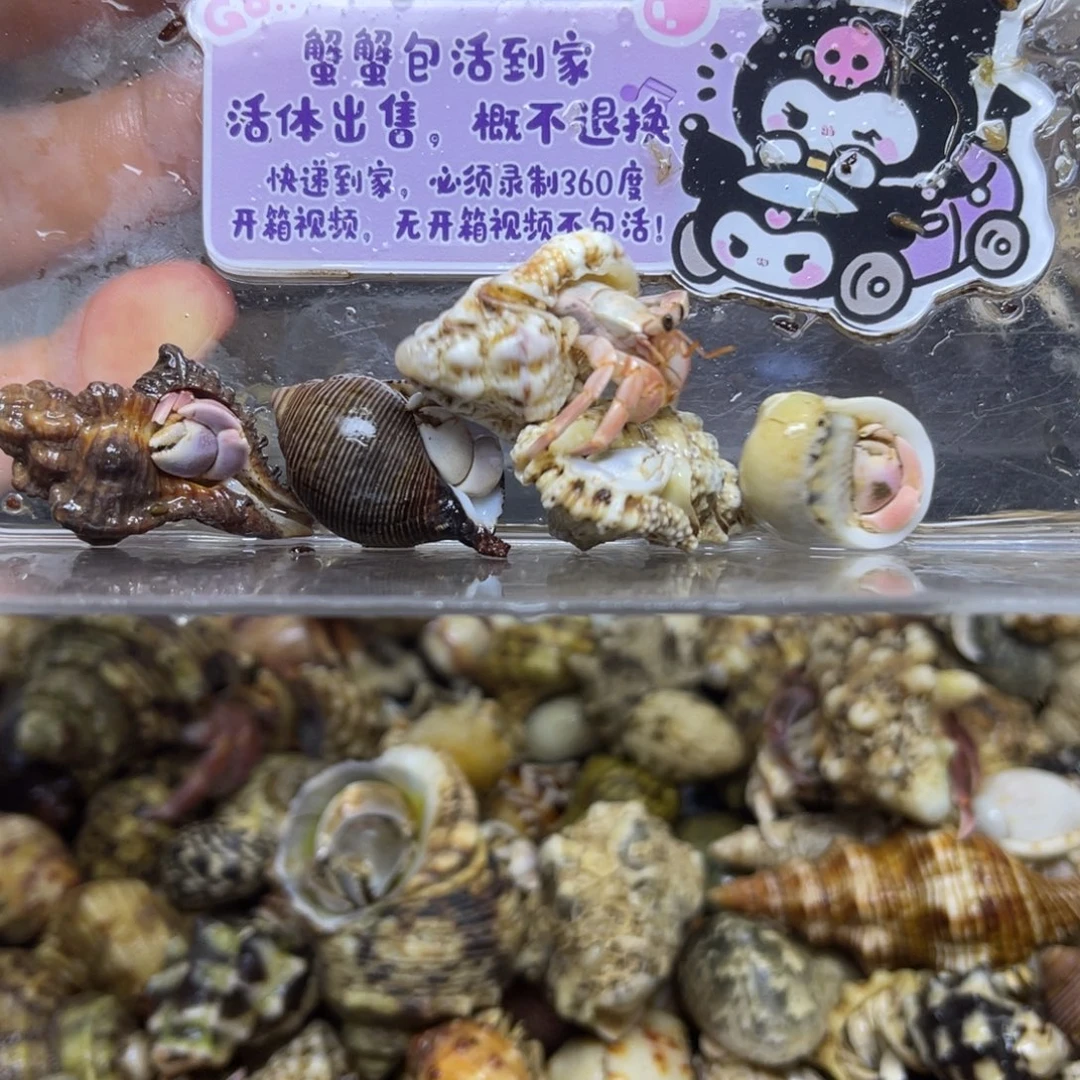新岛灰白寄居蟹包活到家5米