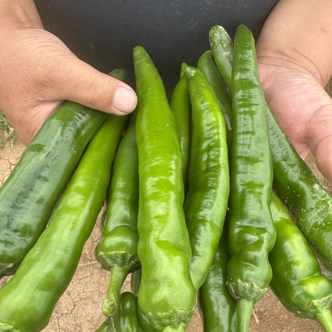 山西长子青椒之乡青皮尖椒香辣基地直发现摘新鲜蔬菜炒肉