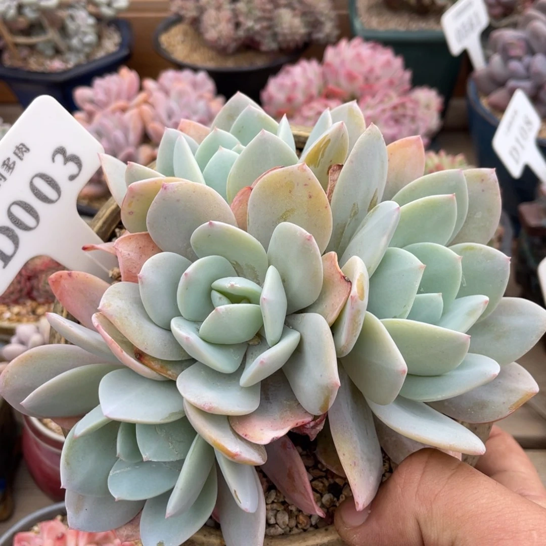 003国奶不带盆15厘米有砍