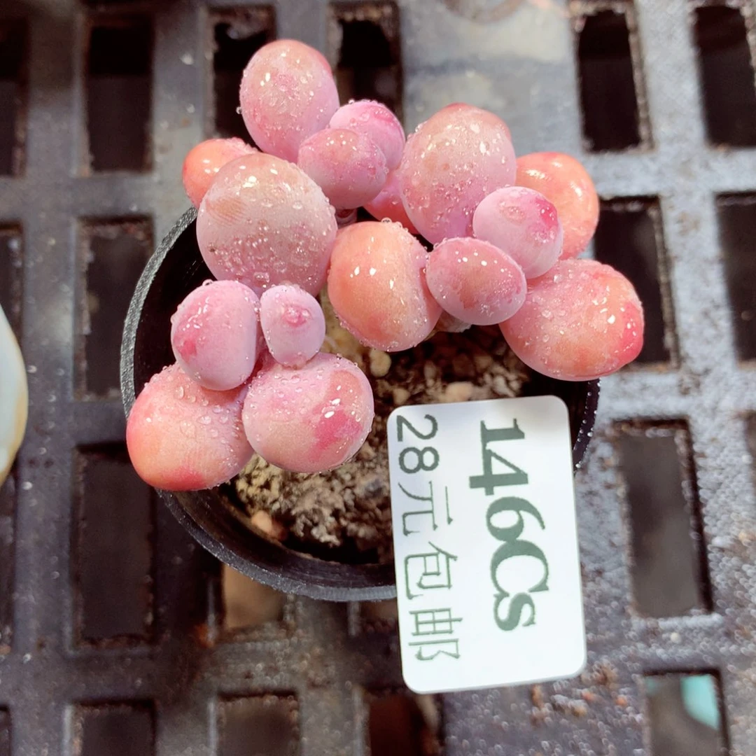 5厘米盆精控多肉146