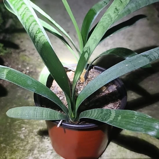 完全开放虎斑苗一颗