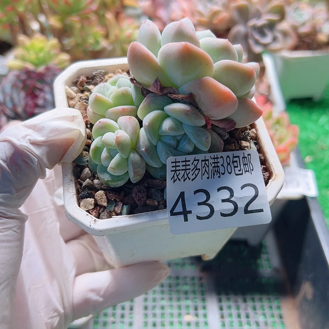 无花朵多肉一物一拍植物4332