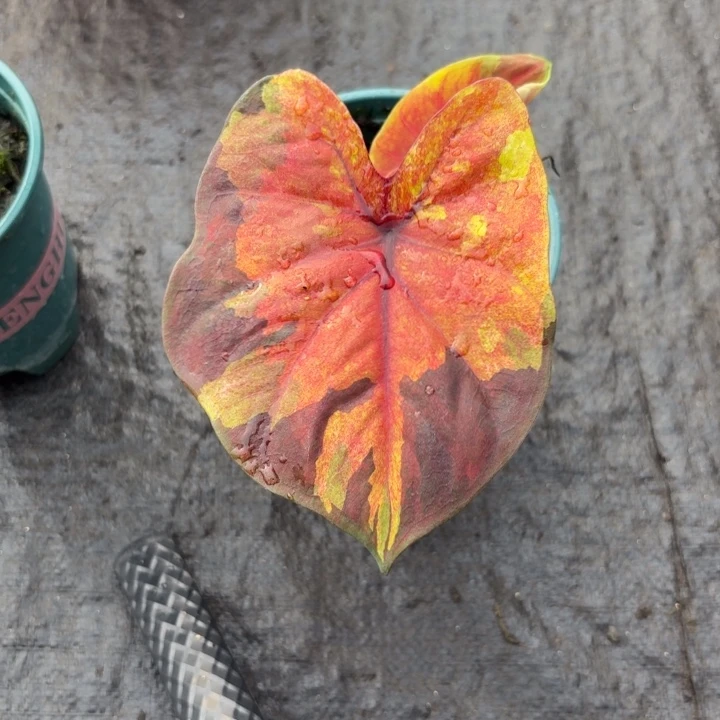 完全开放泰国彩叶芋