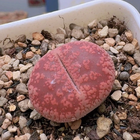 2127火印日轮脱土发货