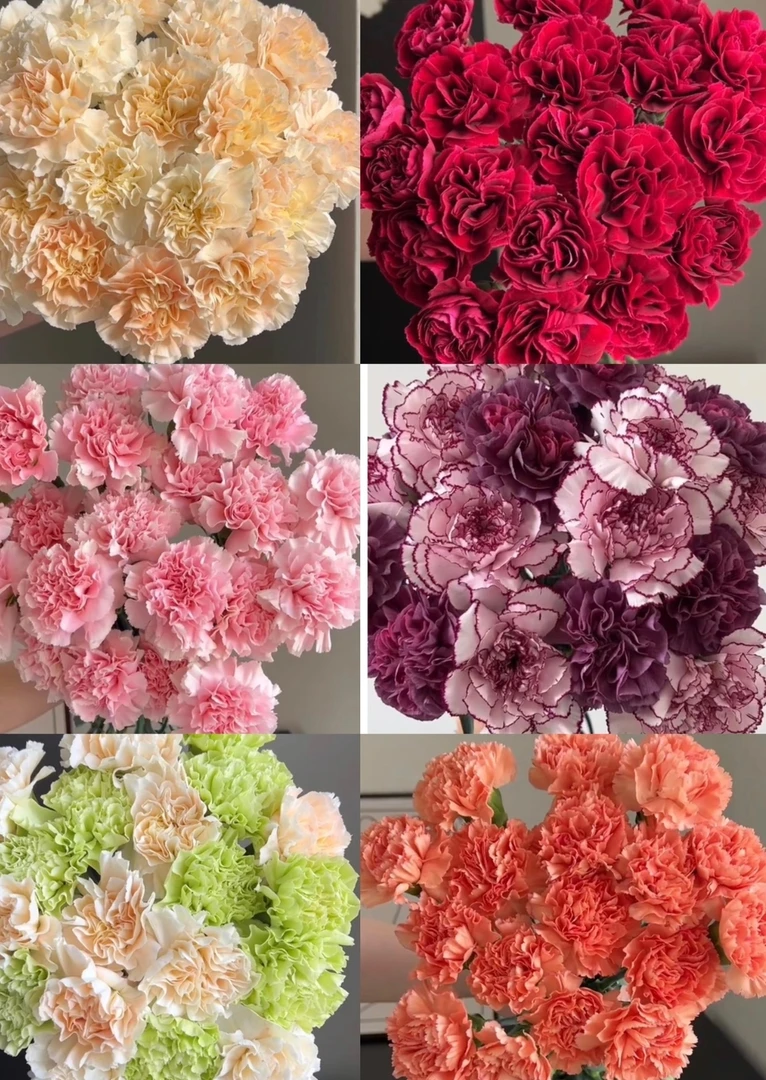 【混色康乃馨20枝】--云南基地鲜花--收到货第一时间先醒花