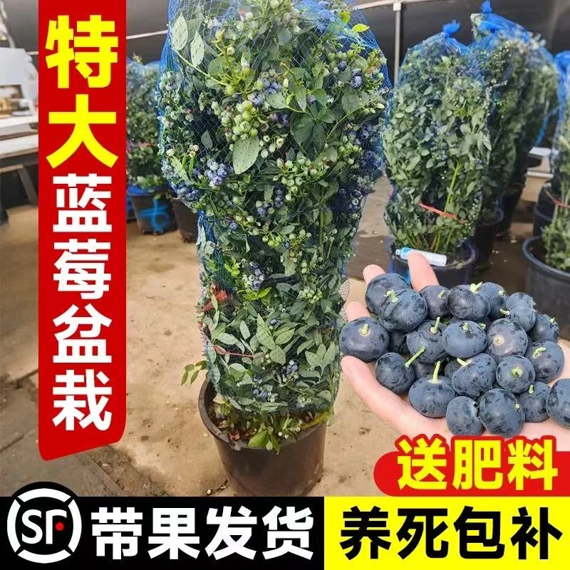 蓝莓树果苗特大号盆栽带果发货南北方庭院种植耐寒适合大门口种的