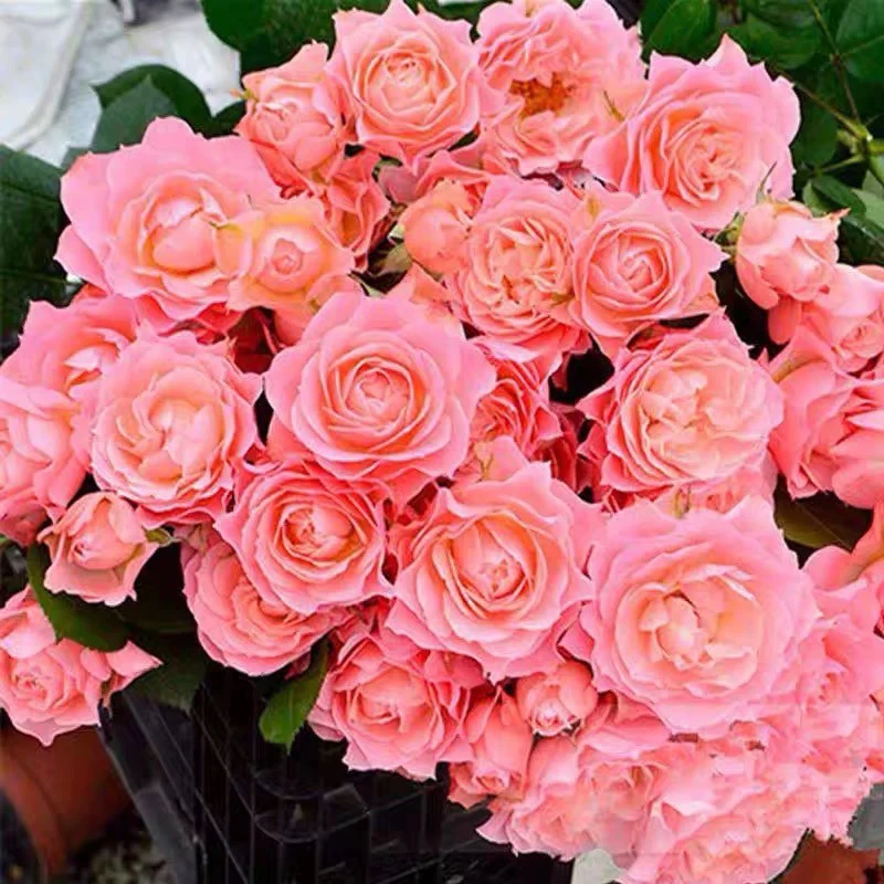 玫瑰半岛 永远的科莫 大花微月鲑鱼粉耐热抗病月季