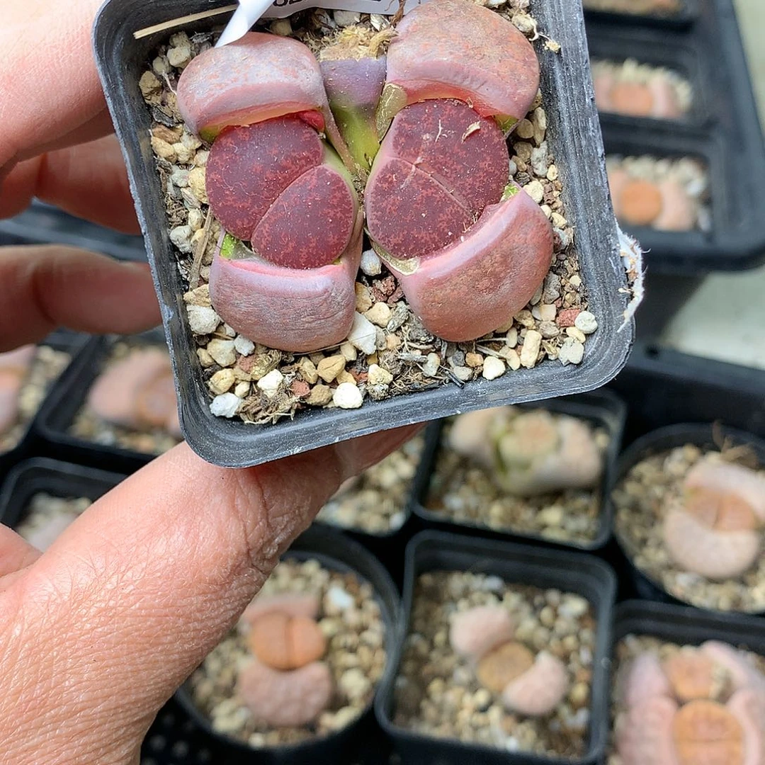 G198多肉植物保护研究所