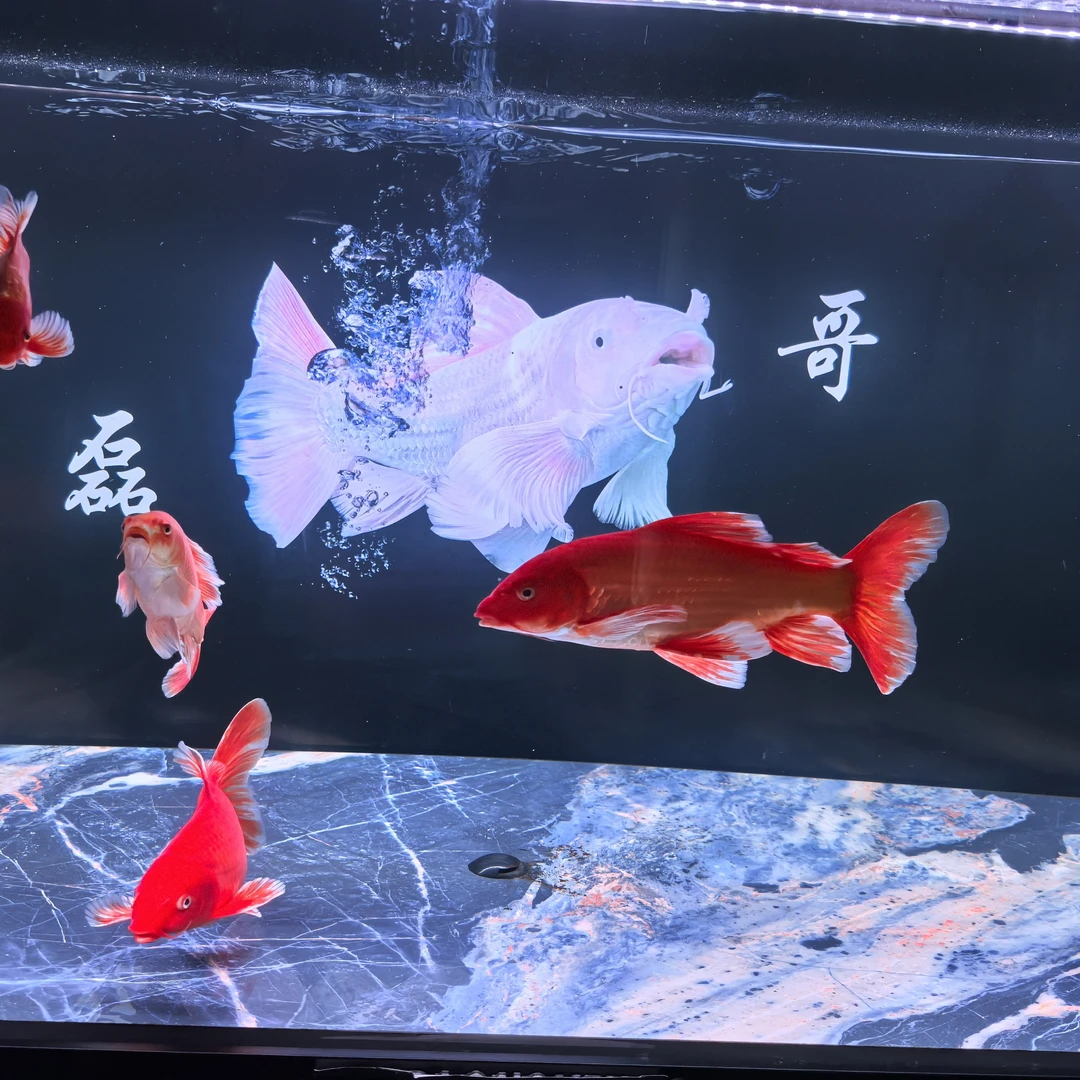 白色蝴蝶鲤红色蝴蝶鲤