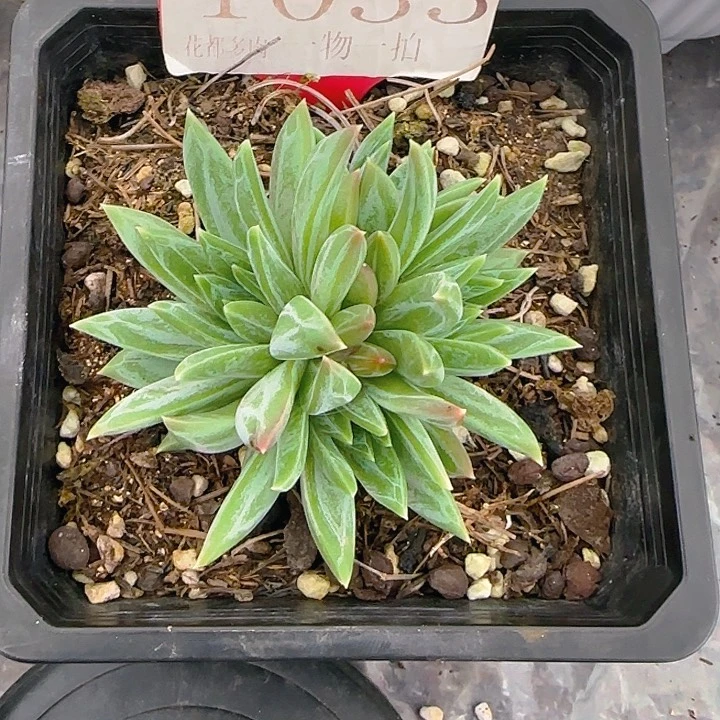 翻叶美人1033多肉植物
