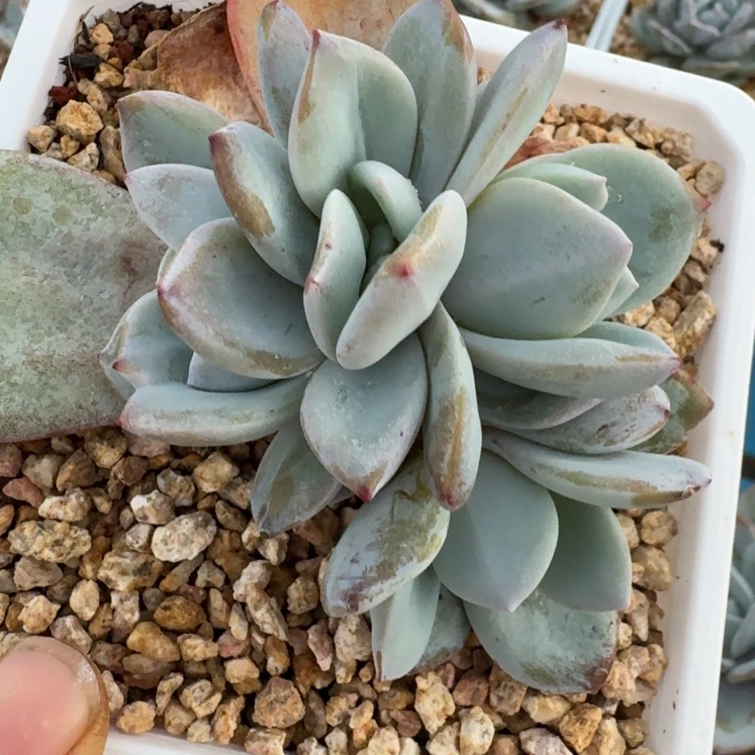 朵缀韩版奶茶5头包正版