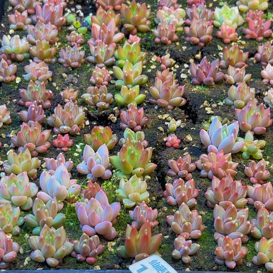 谦***华101得不了多少的爱与被