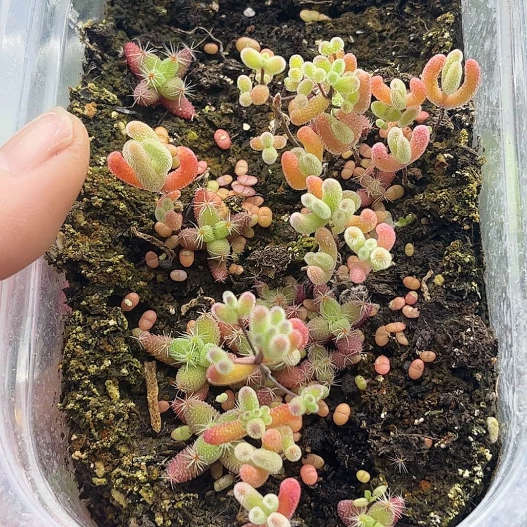 珊***️混播切糕优选枝干