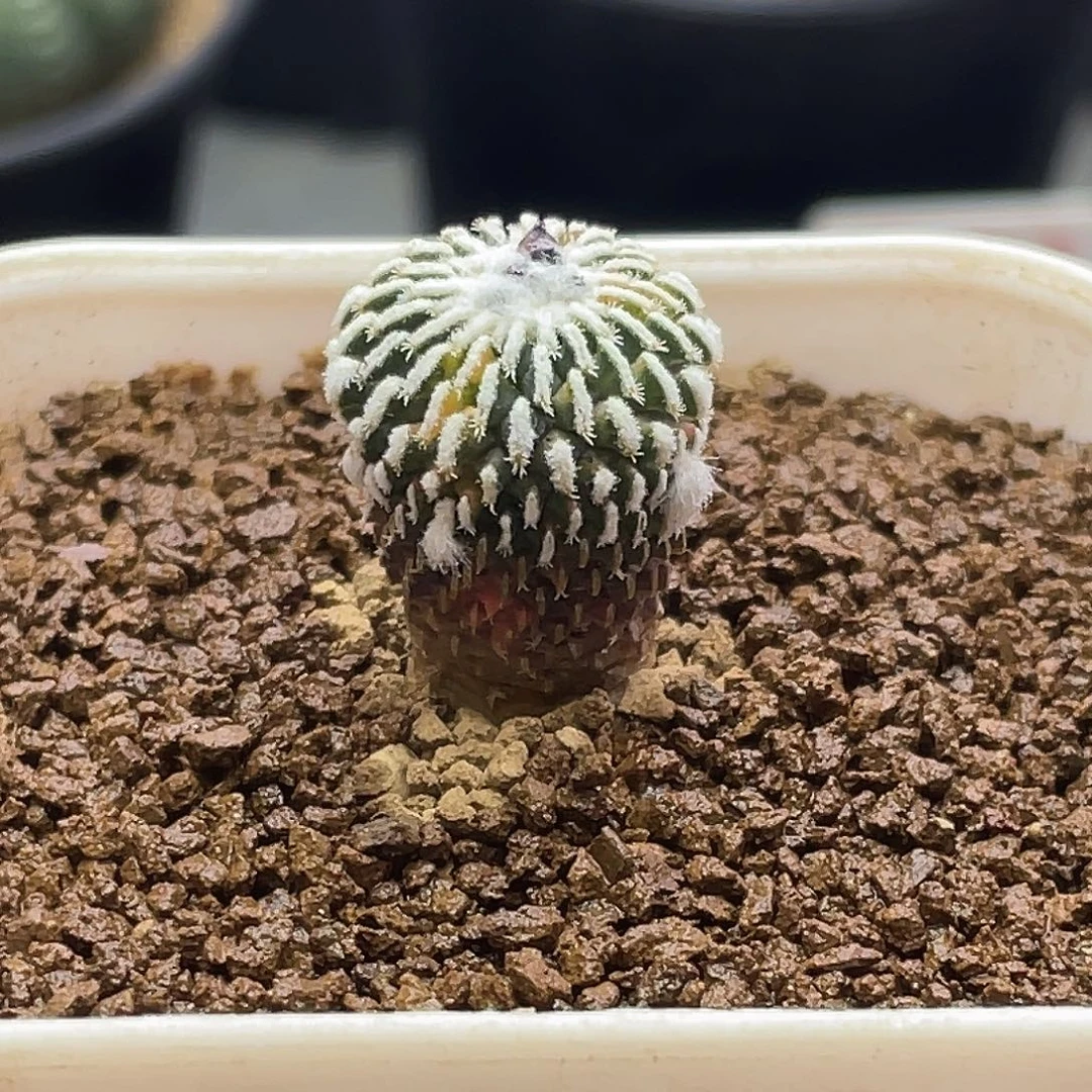 实生长毛刺缀精巧殿锦仙人球