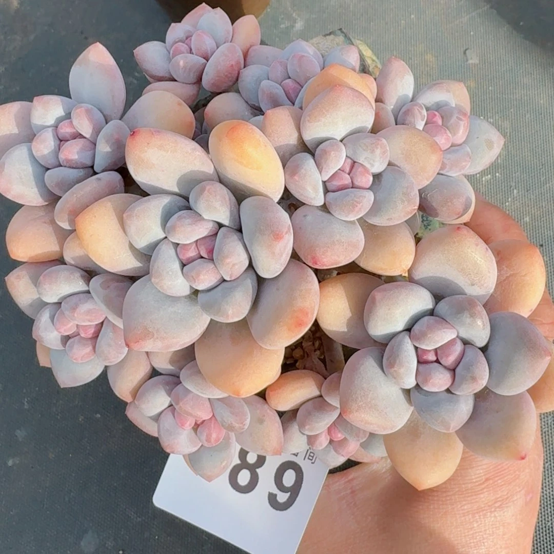 粉心丸叶香水         精控精养多肉植物