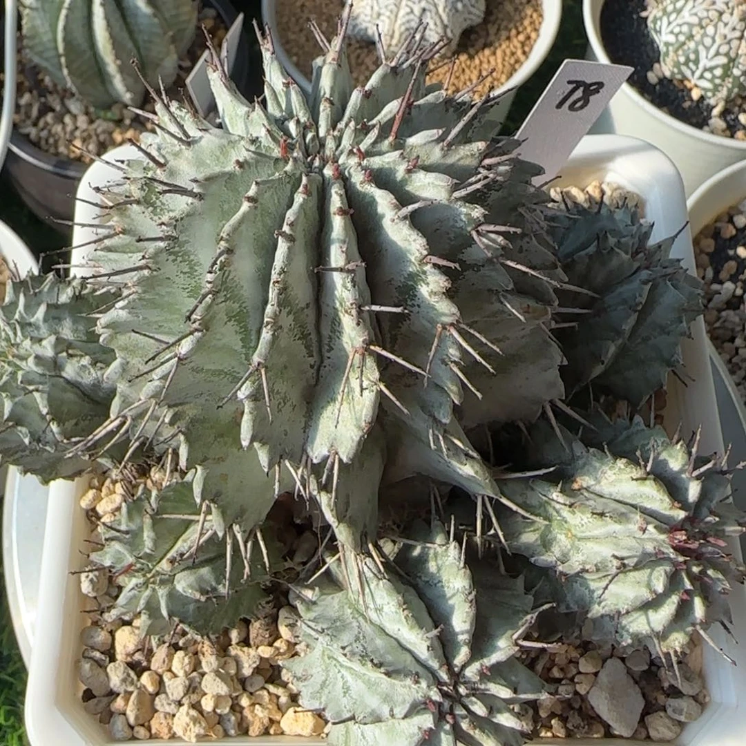 78脱土发 实生 白衣群福利