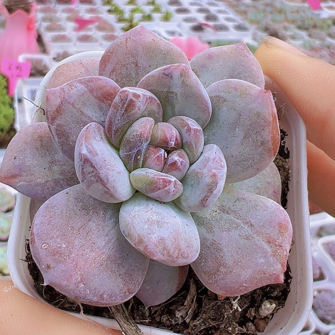 5.5盆橙子石化19包邮多肉