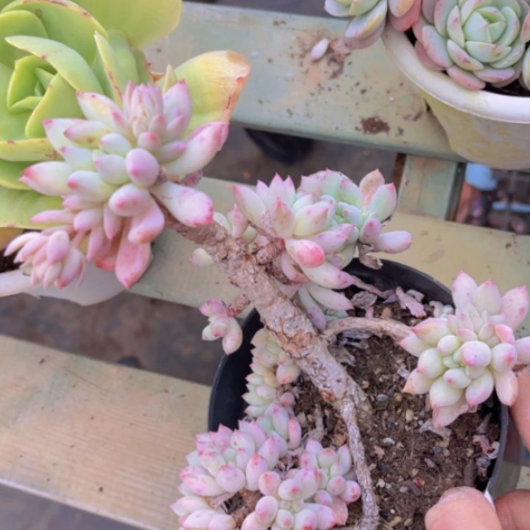 【闪购商品】明珠美人0944