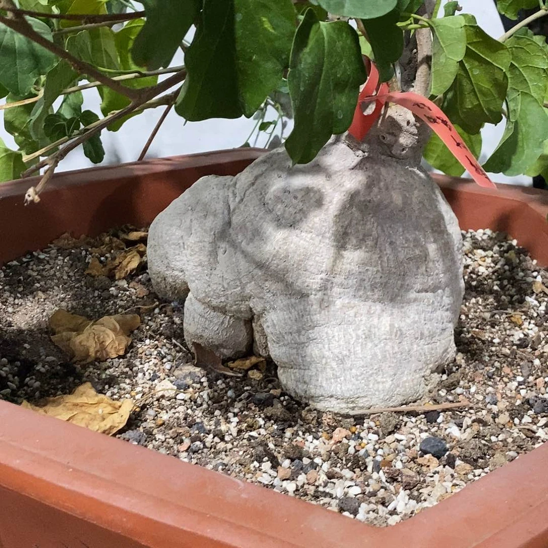 过**风000000000000000000009