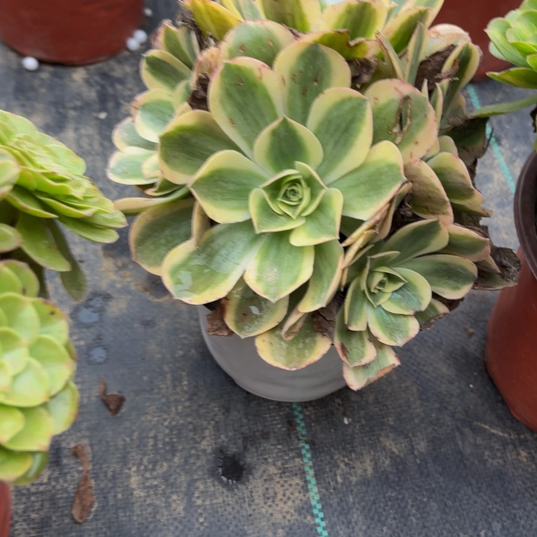 376多肉植物捧花的