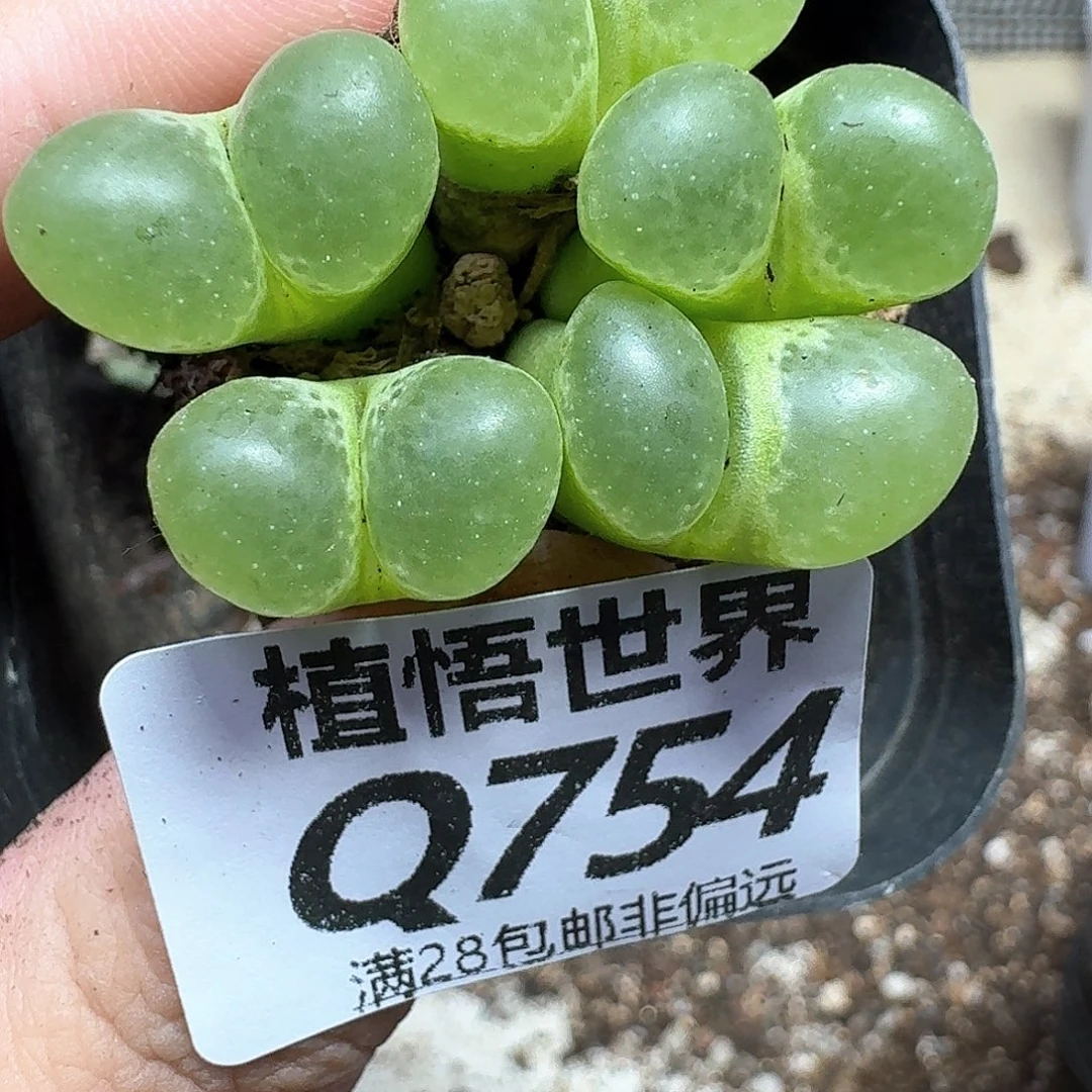 多肉植物的润泽吃f