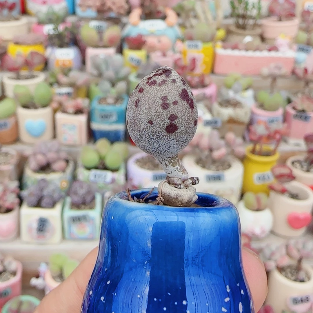 T达摩白丸盆口2cm