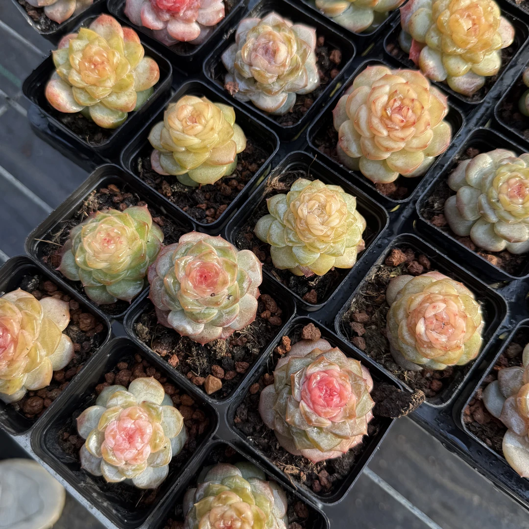 风花雪月系列 多肉植物 盆口5.3厘米