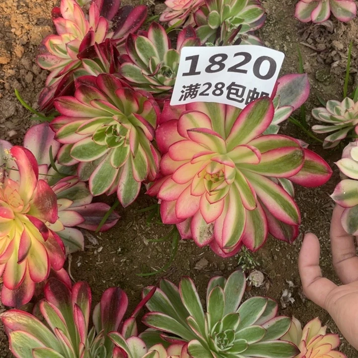 1820二号棚倾城母本E