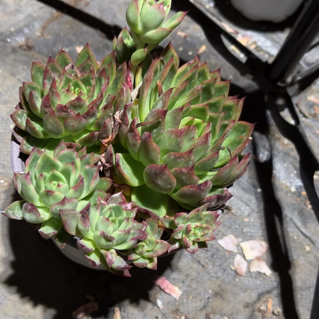 浩*新疆包邮红东云一单