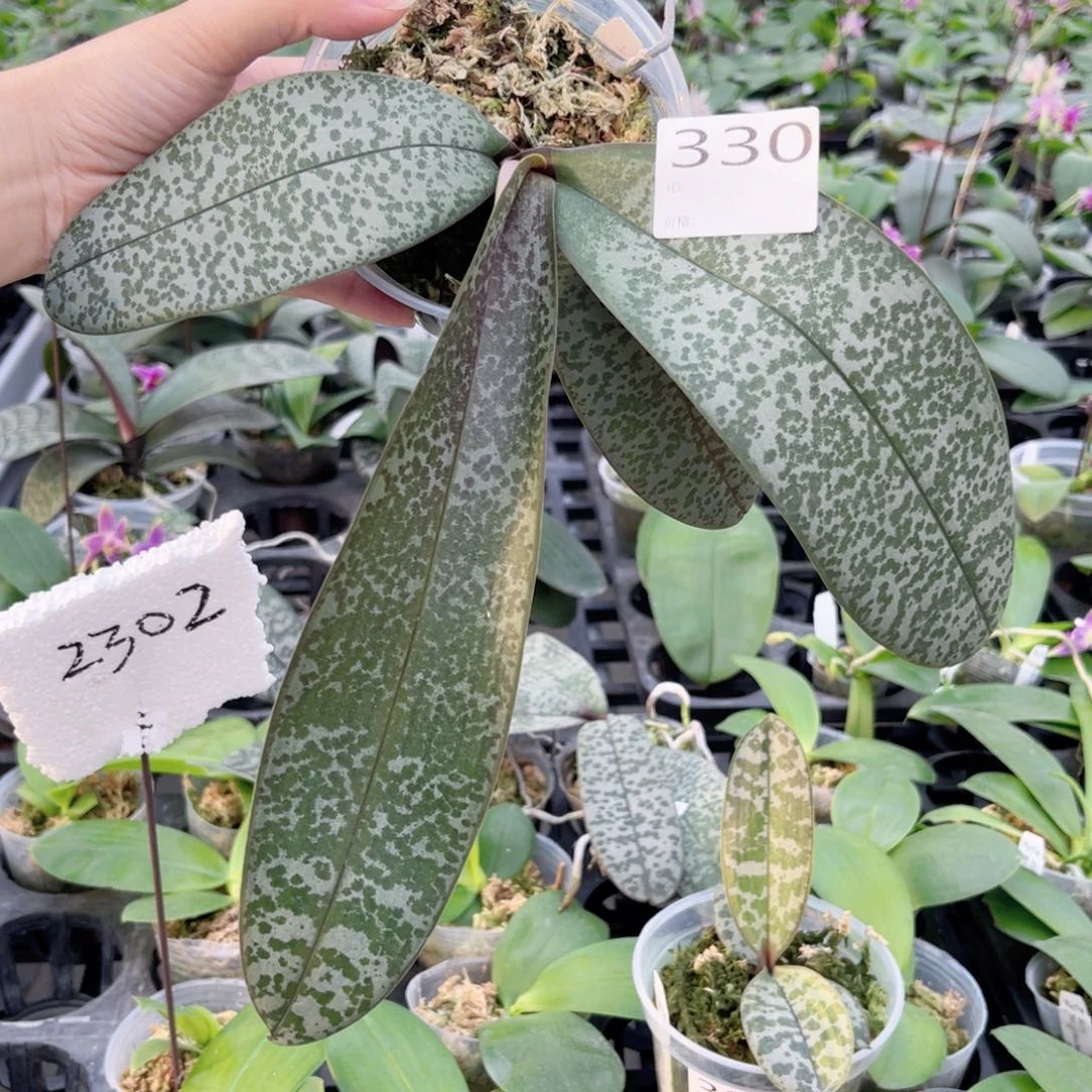 完全开放330jg2348粉镂交民都洛