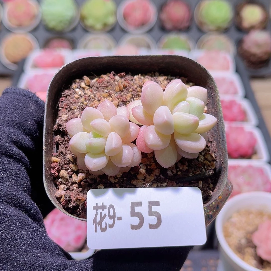 花利美9-55泡泡糖