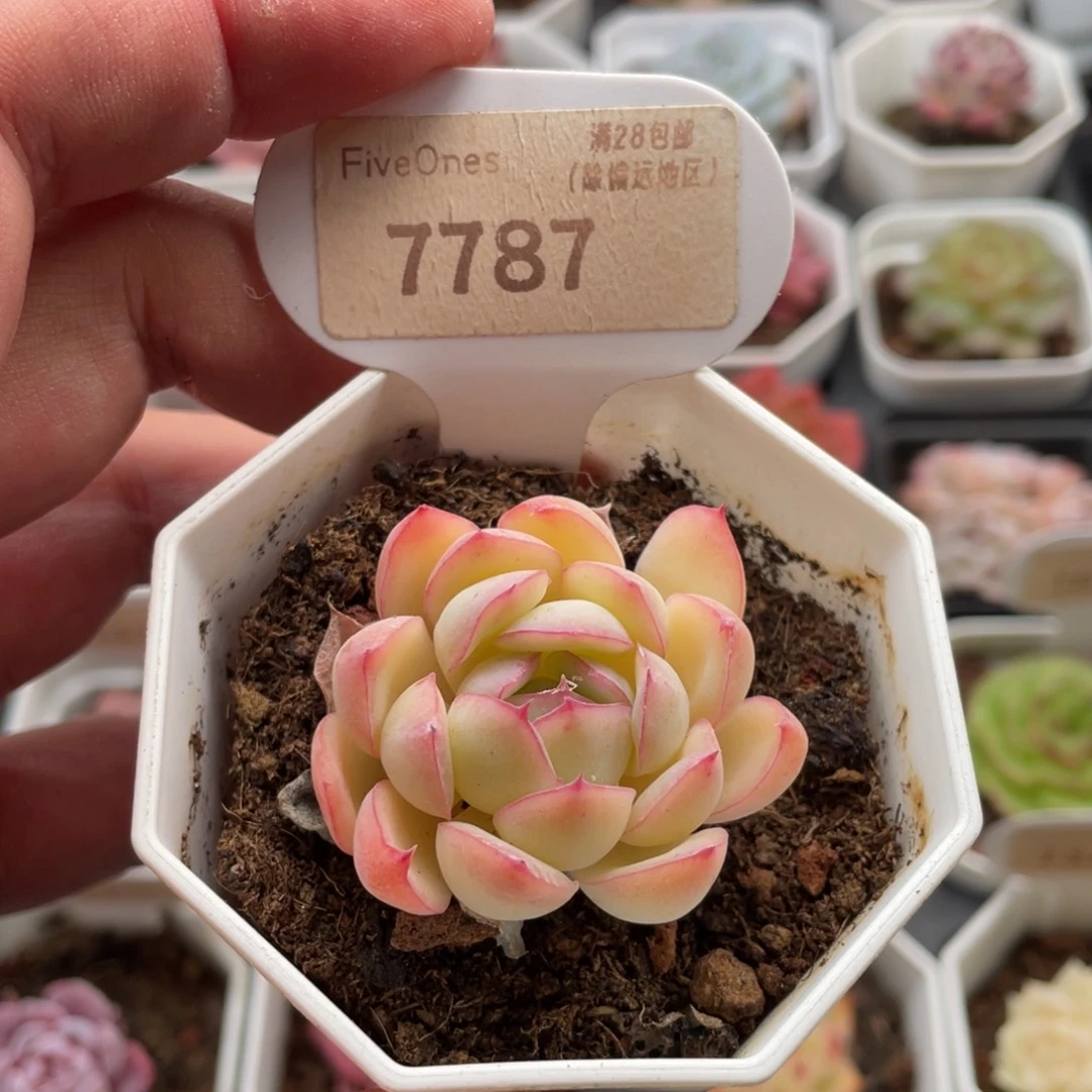 橘子冰7787-4.5厘米