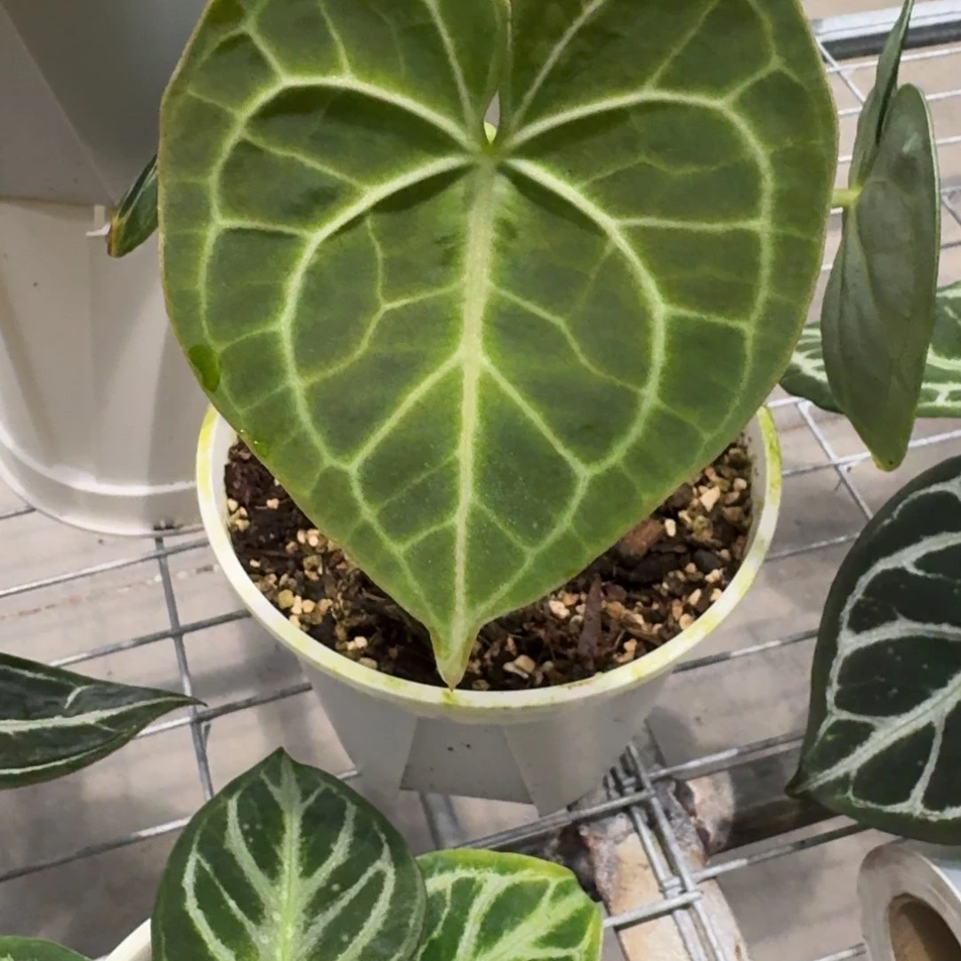 不开花植物密叶克莱恩