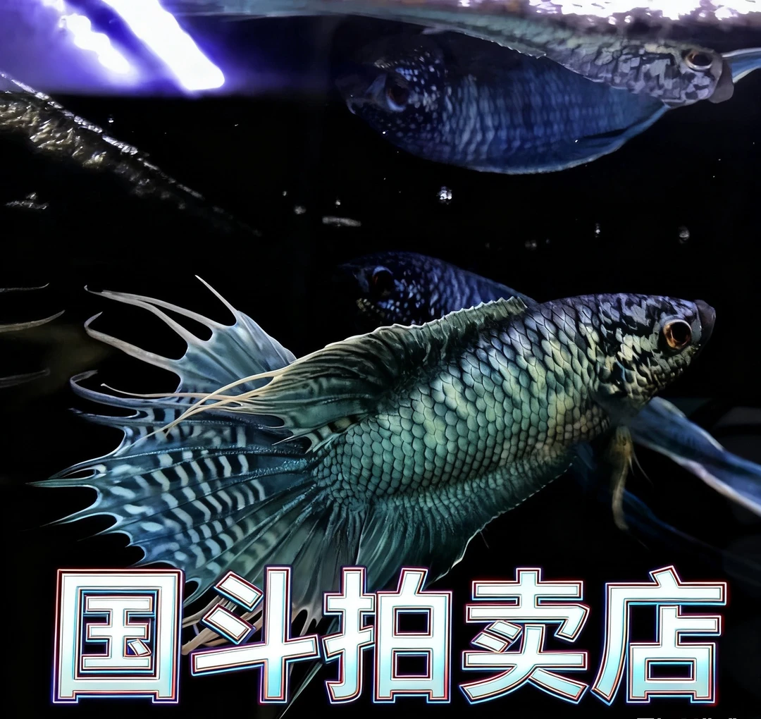 斗鱼竞拍专属链接36