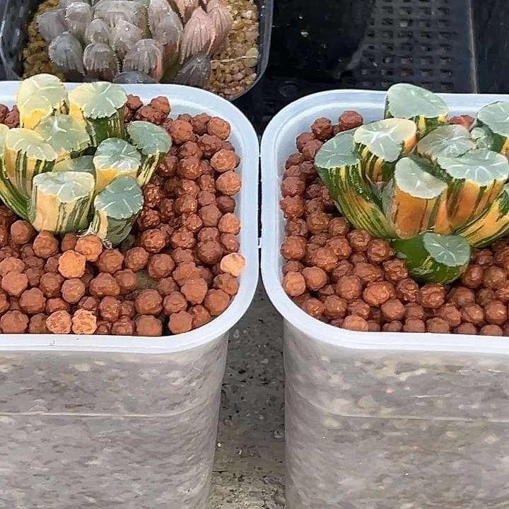 恩***活十二卷多肉万象锦