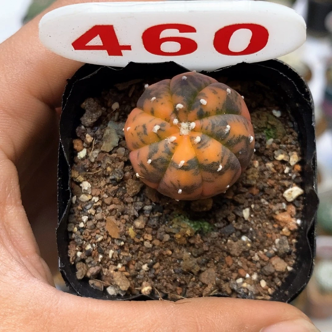 杀***。460福利特价来了哦耶