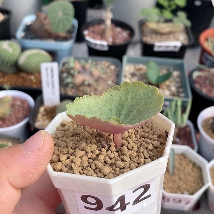 942小雨伞块根植物