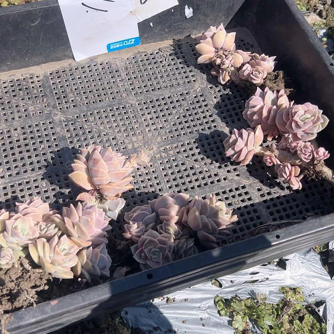 一***?11可爱玫瑰4颗