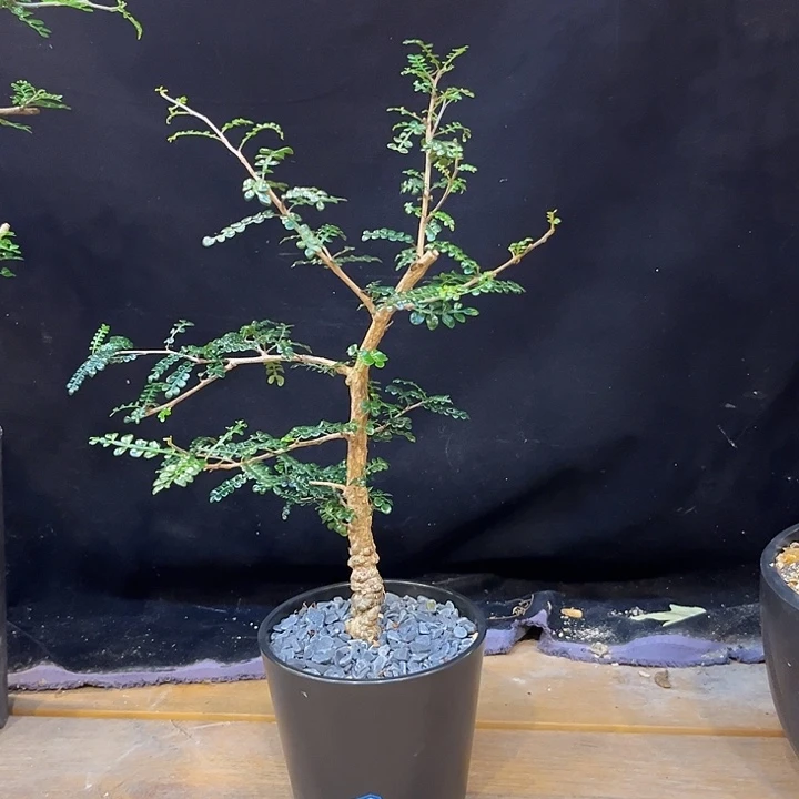 汤圆植物裂加漆树