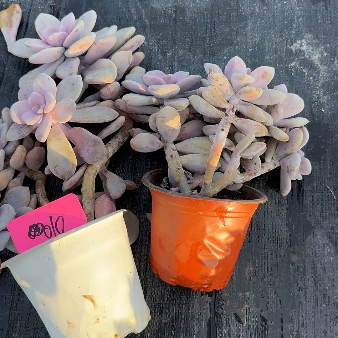 叶****多肉植物一物一拍桃霜两棵，010.011