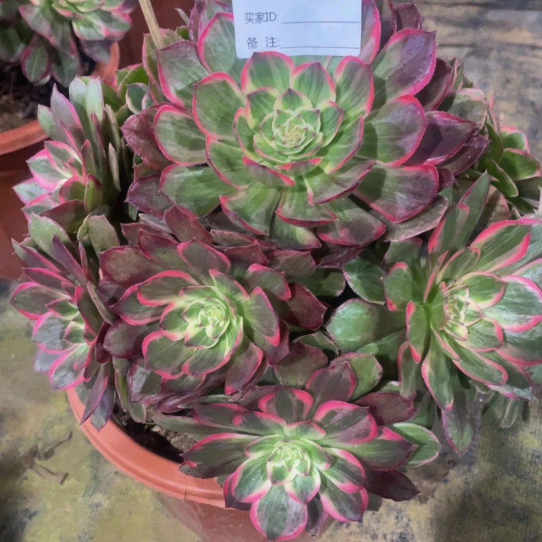 096莲花座11111多肉