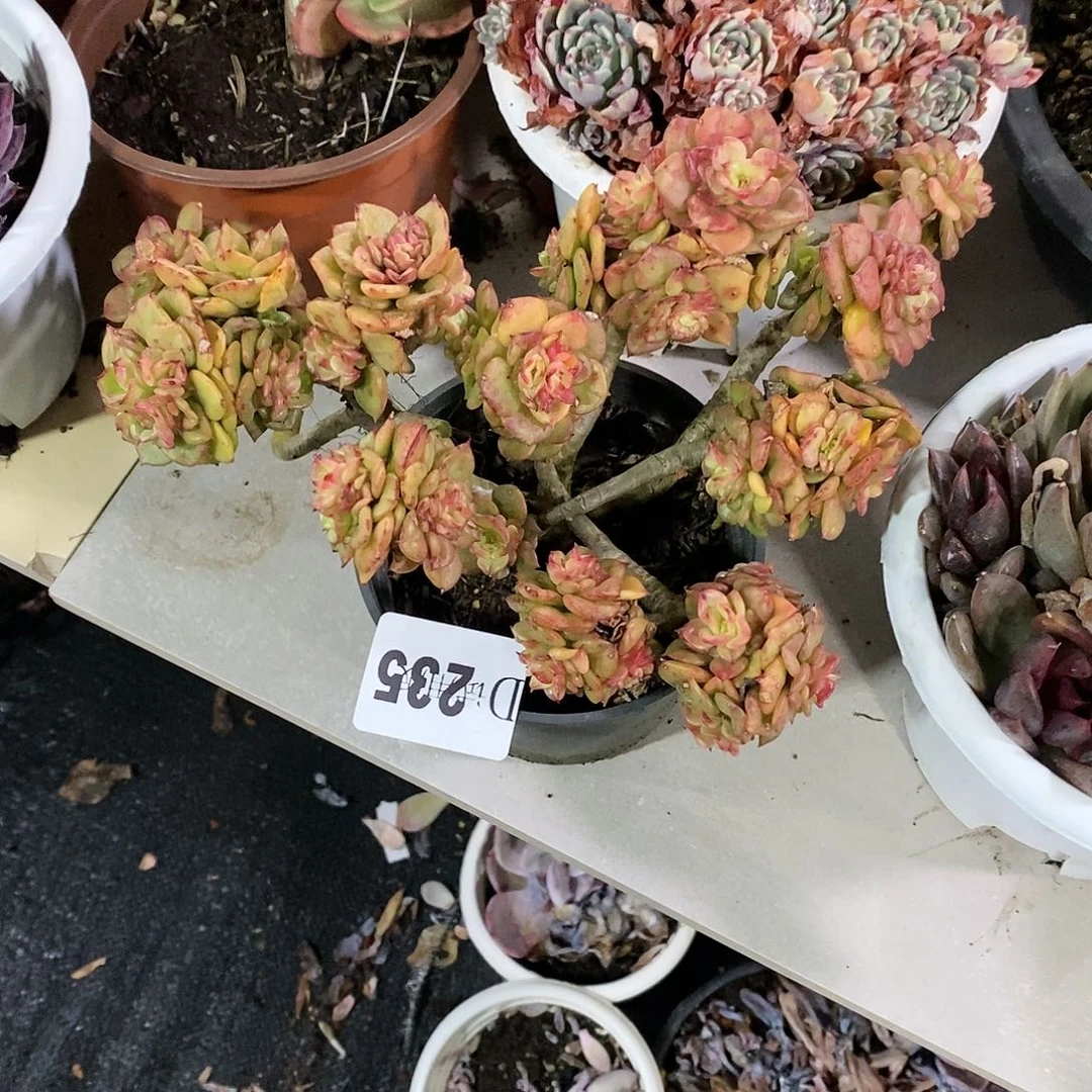 〇***〇235蜡牡丹多肉植物